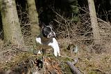 BOULEDOGUE FRANCAIS 212